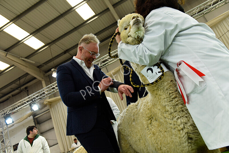 IWP3009 
 HoEAG Spring Fiesta 2023 
 Keywords: Surrey Photographer, Alpacas, Suri, Huacaya, HoEAG, Spring Fiesta, 2023, Heart of England Alpaca Group