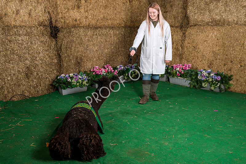 IWM7494 
 HoEAG Spring Fiesta 2022 
 Keywords: Surrey Photographer, Alpacas, Suri, Huacaya, HoEAG, Spring Fiesta, 2022, Heart of England Alpaca Group