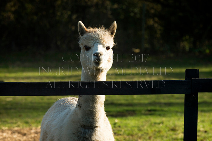 IWM0158 
 ALPACAS 
 Keywords: INGRID WEEL MEDIA LTD, ALPACAS, HUACAYA, SURI, BACKYARD ALPACA COMPANY, NORFOLK