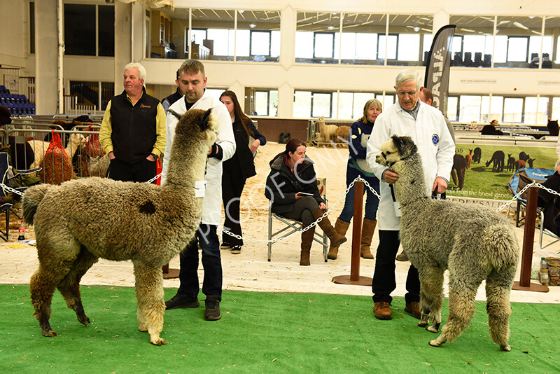 IWP8424 
 HoEAG Spring Fiesta 2022 
 Keywords: Surrey Photographer, Alpacas, Suri, Huacaya, HoEAG, Spring Fiesta, 2022, Heart of England Alpaca Group