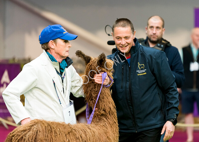 IWM4707 
 BAS National Show 2022 
 Keywords: Surrey Photographer, Alpacas, Suri, Huacaya, BAS National Show 2022, BAS' British Alpaca Society