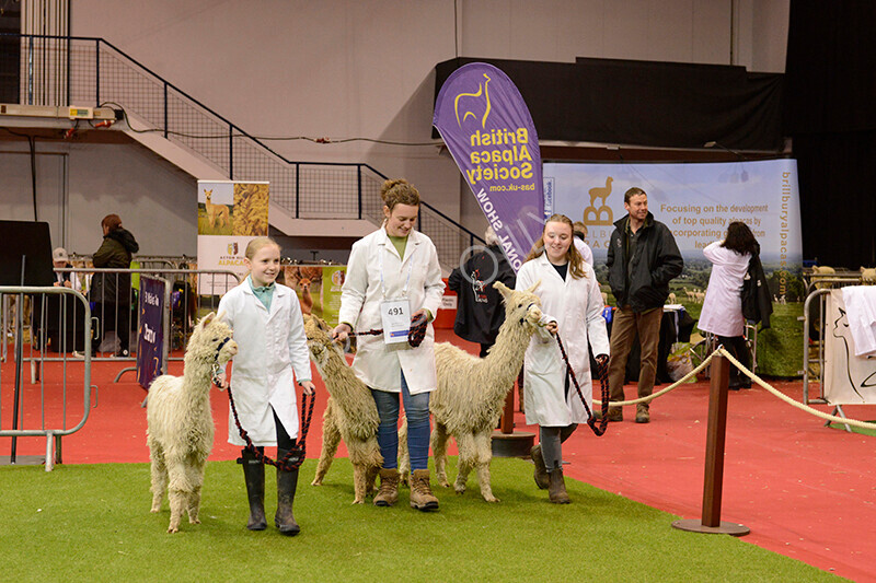 IWM9715 
 Photography of BAS National Show 2023 
 Keywords: Surrey Photographer, Alpacas, Suri, Huacaya, 2023, BAS, British Alpaca Society, Alpaca, Suri, Huacaya, Fleece Judging, Halter Show