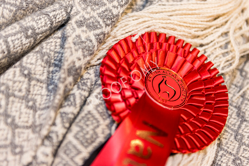 IWM5275 
 BAS National Show 2022 
 Keywords: Surrey Photographer, Alpacas, Suri, Huacaya, BAS National Show 2022, BAS' British Alpaca Society