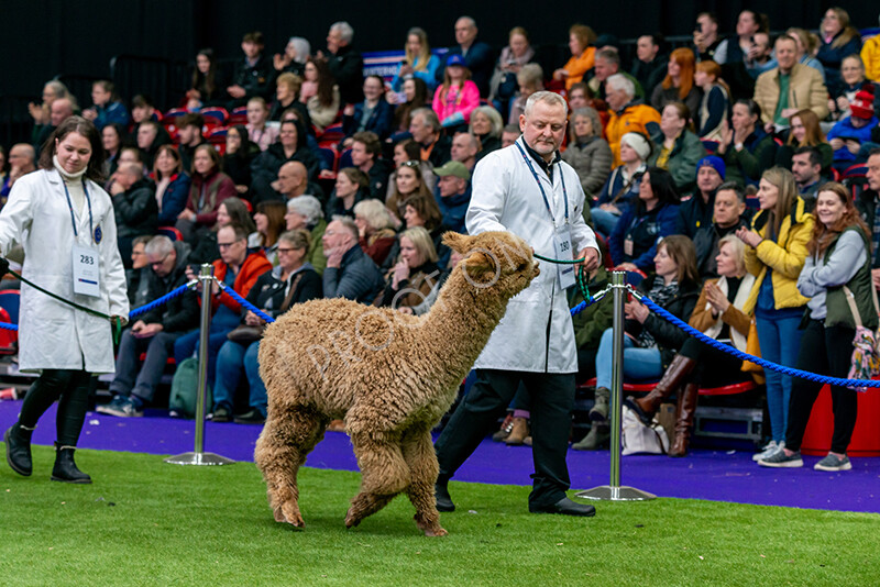 IWM5896 
 BAS National Show 2024 
 Keywords: British Alpaca Society, National Show, 2024, Champion of Champions Fleece Show, Alpaca, Suri, Huacaya