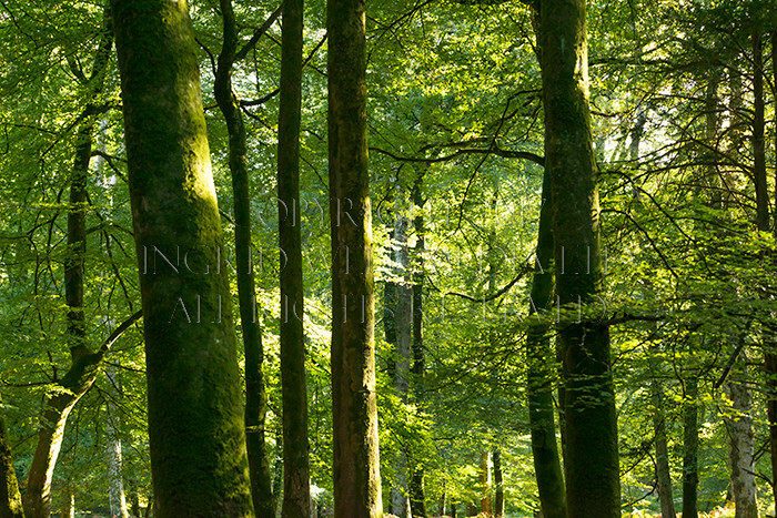 IWM9040 
 NEW FOREST 
 Keywords: INGRID WEEL MEDIA LTD, CORPORATE PHOTOGRAPHY SURREY, BUSINES PHOTOGRAPHY, WEDDING PHOTOGRAPHY, FINE ART PHOTOGRAPHY, FAMILY PHOTOGRAPHY, SOCIAL, TREES, LANDSCAPES