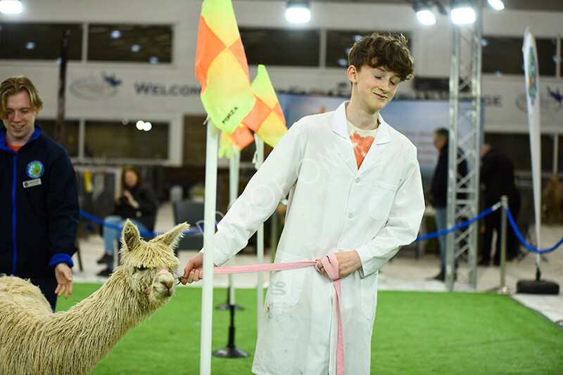 IWP3952 
 HOEAG Spring Fiesta 2024 
 Keywords: Heart of England Alpaca Group, Spring Fiesta 2024, Alpaca Show, Fleece Show Alpaca, Suri, Huacaya