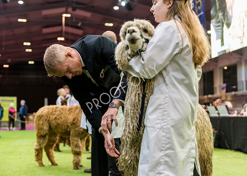 IWM5918 
 BAS National Show 2022 
 Keywords: Surrey Photographer, Alpacas, Suri, Huacaya, BAS National Show 2022, BAS' British Alpaca Society