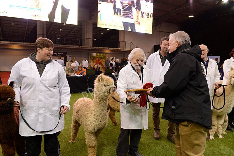 IWM9581 
 Photography of BAS National Show 2023 
 Keywords: Surrey Photographer, Alpacas, Suri, Huacaya, 2023, BAS, British Alpaca Society, Alpaca, Suri, Huacaya, Fleece Judging, Halter Show