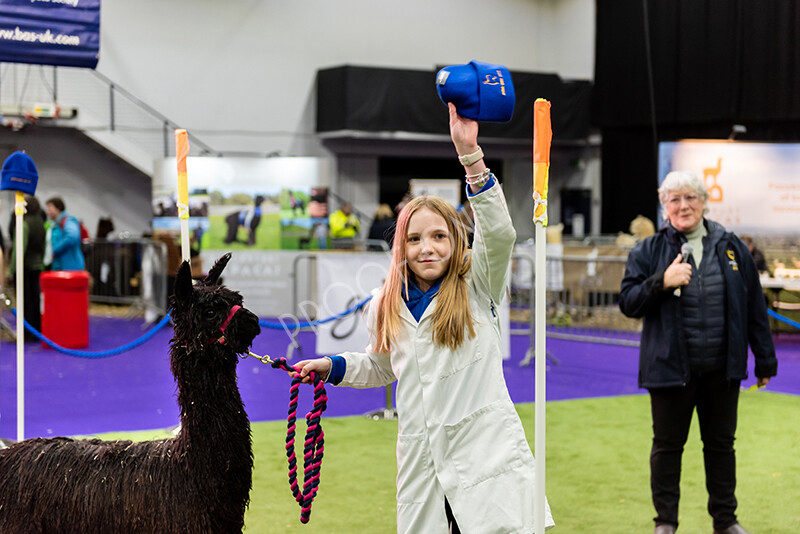 IWP0829 
 BAS National Show 2024 
 Keywords: British Alpaca Society, National Show, 2024, Champion of Champions Fleece Show, Alpaca, Suri, Huacaya