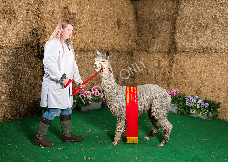 IWM7423 
 HoEAG Spring Fiesta 2022 
 Keywords: Surrey Photographer, Alpacas, Suri, Huacaya, HoEAG, Spring Fiesta, 2022, Heart of England Alpaca Group