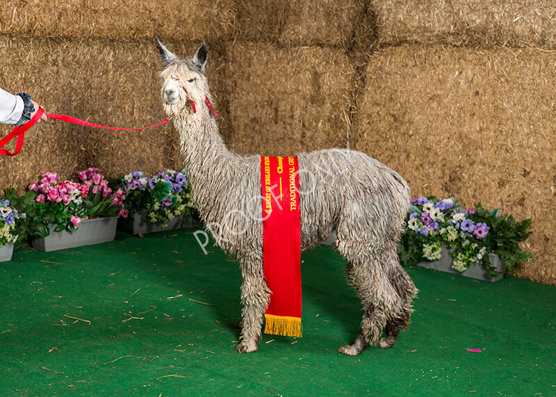 IWM7429 
 HoEAG Spring Fiesta 2022 
 Keywords: Surrey Photographer, Alpacas, Suri, Huacaya, HoEAG, Spring Fiesta, 2022, Heart of England Alpaca Group