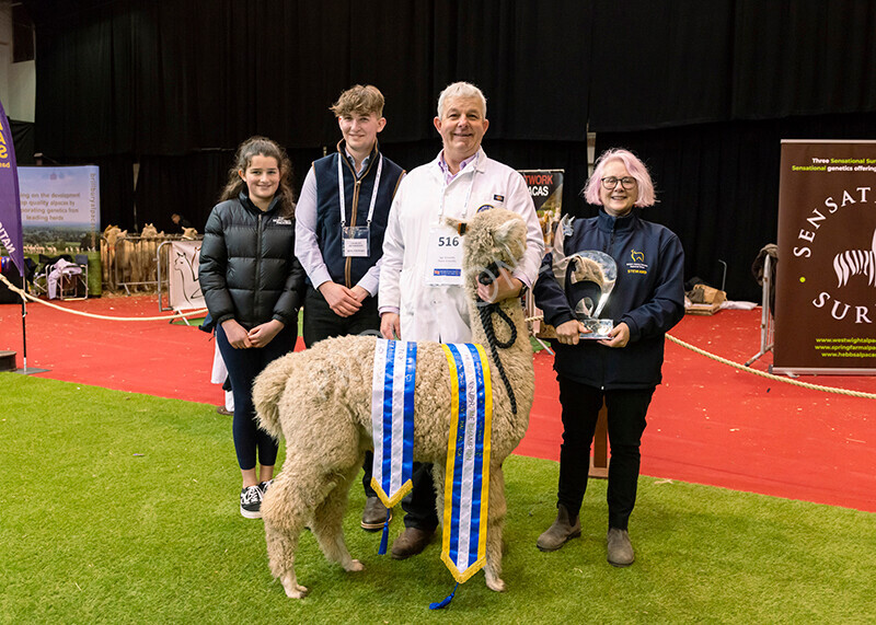 IWM0287 
 Photography of BAS National Show 2023 
 Keywords: Surrey Photographer, Alpacas, Suri, Huacaya, 2023, BAS, British Alpaca Society, Alpaca, Suri, Huacaya, Fleece Judging, Halter Show