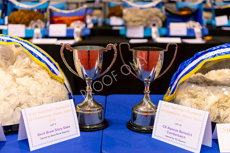 IWM8497 
 Photography of BAS National Show 2023 
 Keywords: Surrey Photographer, Alpacas, Suri, Huacaya, 2023, BAS, British Alpaca Society, Alpaca, Suri, Huacaya, Fleece Judging, Halter Show