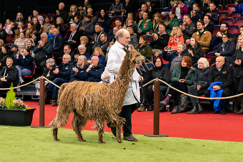 IWM0146 
 Photography of BAS National Show 2023 
 Keywords: Surrey Photographer, Alpacas, Suri, Huacaya, 2023, BAS, British Alpaca Society, Alpaca, Suri, Huacaya, Fleece Judging, Halter Show