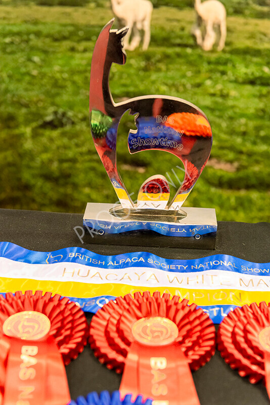 IWM9772 
 Photography of BAS National Show 2023 
 Keywords: Surrey Photographer, Alpacas, Suri, Huacaya, 2023, BAS, British Alpaca Society, Alpaca, Suri, Huacaya, Fleece Judging, Halter Show