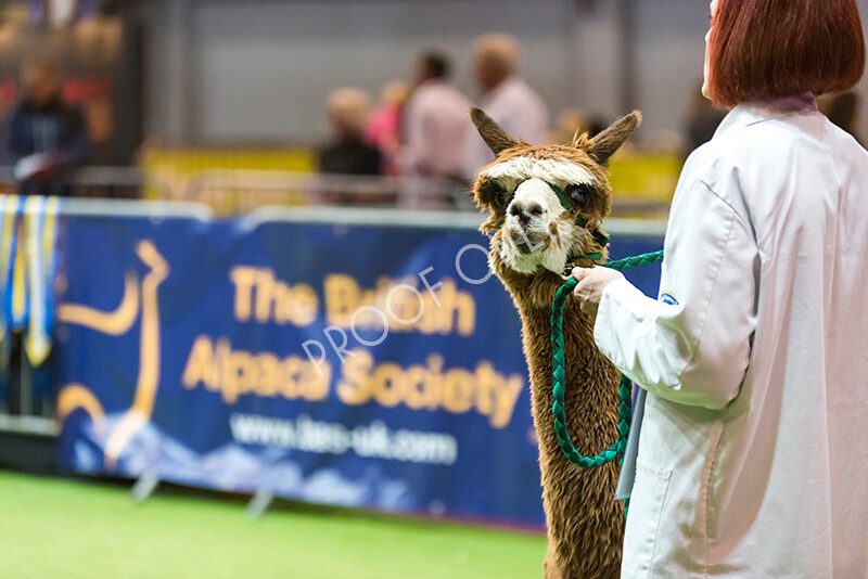 IWM4623 
 BAS National Show 2022 
 Keywords: Surrey Photographer, Alpacas, Suri, Huacaya, BAS National Show 2022, BAS' British Alpaca Society