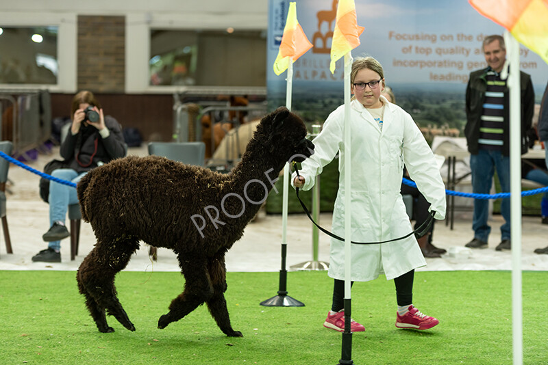 IWP3956 
 HOEAG Spring Fiesta 2024 
 Keywords: Heart of England Alpaca Group, Spring Fiesta 2024, Alpaca Show, Fleece Show Alpaca, Suri, Huacaya