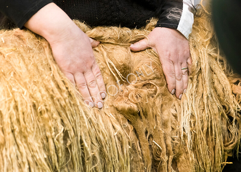 IWM5883 
 BAS National Show 2022 
 Keywords: Surrey Photographer, Alpacas, Suri, Huacaya, BAS National Show 2022, BAS' British Alpaca Society