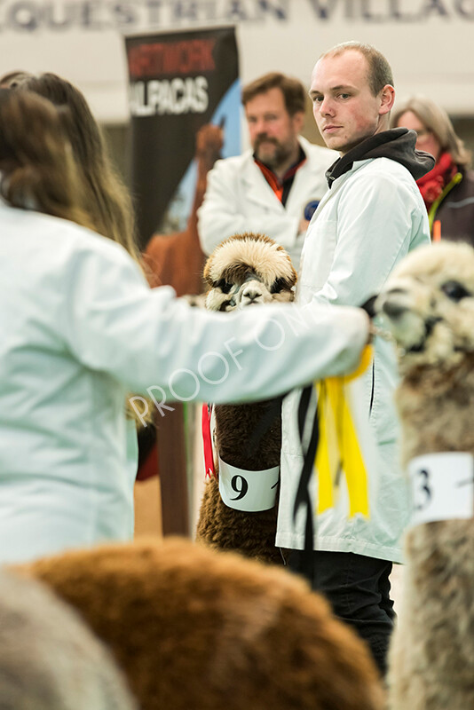 IWP7083 
 HoEAG Spring Fiesta 2022 
 Keywords: Surrey Photographer, Alpacas, Suri, Huacaya, HoEAG, Spring Fiesta, 2022, Heart of England Alpaca Group