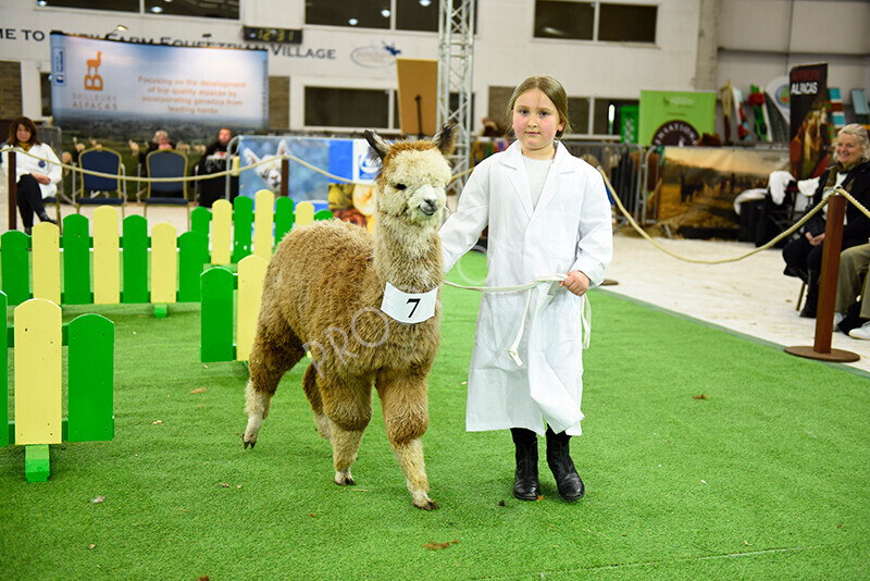 IWP2533 
 HoEAG Spring Fiesta 2023 
 Keywords: Surrey Photographer, Alpacas, Suri, Huacaya, HoEAG, Spring Fiesta, 2023, Heart of England Alpaca Group