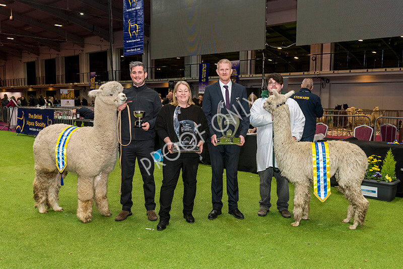 IWM6093 
 BAS National Show 2022 
 Keywords: Surrey Photographer, Alpacas, Suri, Huacaya, BAS National Show 2022, BAS' British Alpaca Society