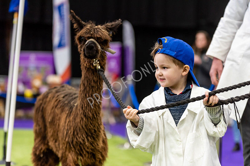 IWP0727 
 BAS National Show 2024 
 Keywords: British Alpaca Society, National Show, 2024, Champion of Champions Fleece Show, Alpaca, Suri, Huacaya