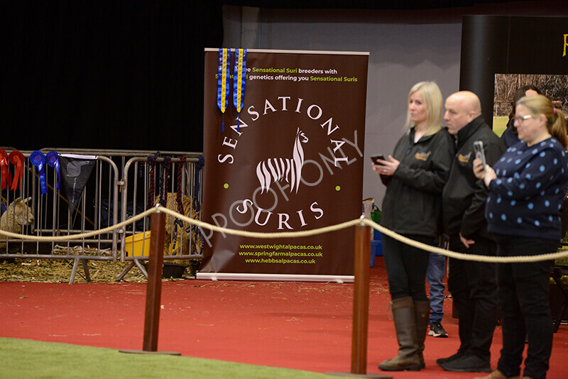 IWM9786 
 Photography of BAS National Show 2023 
 Keywords: Surrey Photographer, Alpacas, Suri, Huacaya, 2023, BAS, British Alpaca Society, Alpaca, Suri, Huacaya, Fleece Judging, Halter Show