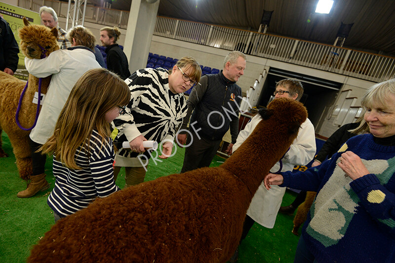 IWM7409 
 HoEAG Spring Fiesta 2022 
 Keywords: Surrey Photographer, Alpacas, Suri, Huacaya, HoEAG, Spring Fiesta, 2022, Heart of England Alpaca Group