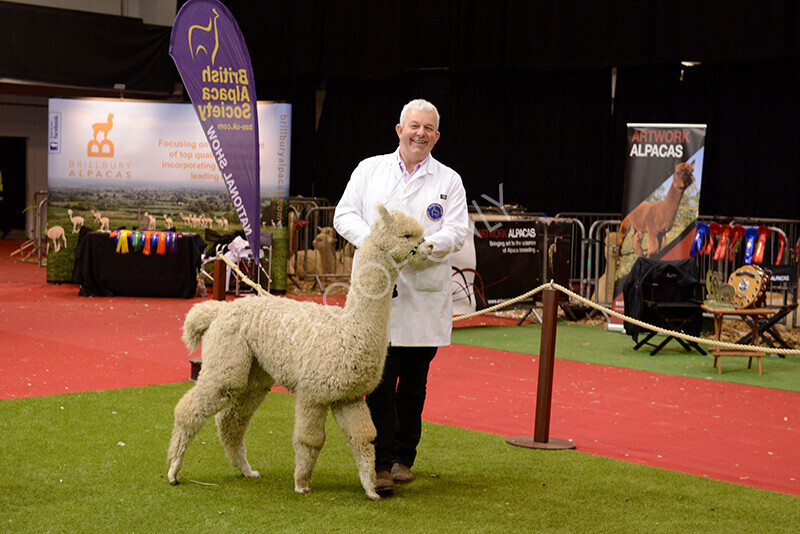 IWM0264 
 Photography of BAS National Show 2023 
 Keywords: Surrey Photographer, Alpacas, Suri, Huacaya, 2023, BAS, British Alpaca Society, Alpaca, Suri, Huacaya, Fleece Judging, Halter Show