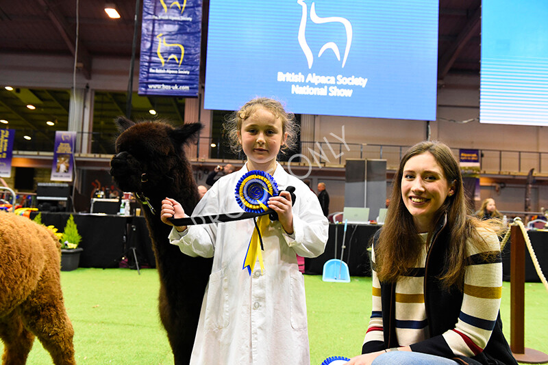 IWM5744 
 BAS National Show 2022 
 Keywords: Surrey Photographer, Alpacas, Suri, Huacaya, BAS National Show 2022, BAS' British Alpaca Society