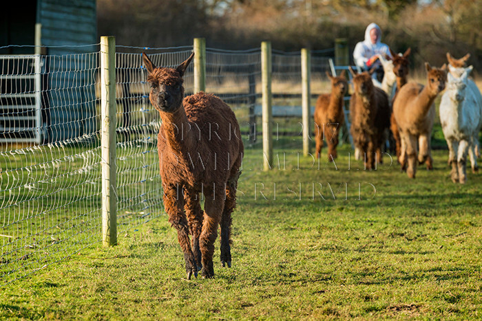 IWM0202 
 ALPACAS 
 Keywords: INGRID WEEL MEDIA LTD, ALPACAS, HUACAYA, SURI, BACKYARD ALPACA COMPANY, NORFOLK