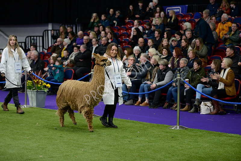 IWM5840 
 BAS National Show 2024 
 Keywords: British Alpaca Society, National Show, 2024, Champion of Champions Fleece Show, Alpaca, Suri, Huacaya