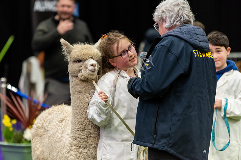 IWP0773 
 BAS National Show 2024 
 Keywords: British Alpaca Society, National Show, 2024, Champion of Champions Fleece Show, Alpaca, Suri, Huacaya