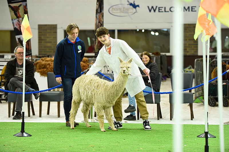 IWP3944 
 HOEAG Spring Fiesta 2024 
 Keywords: Heart of England Alpaca Group, Spring Fiesta 2024, Alpaca Show, Fleece Show Alpaca, Suri, Huacaya