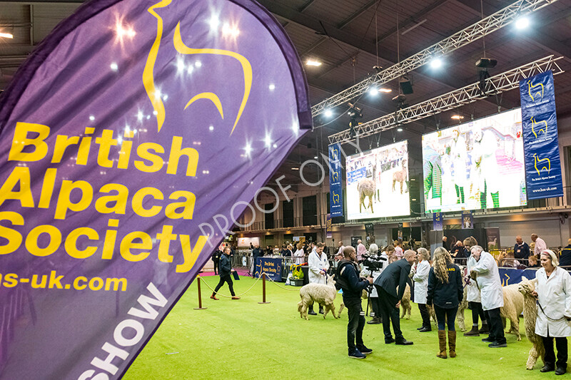 IWM5631 
 BAS National Show 2022 
 Keywords: Surrey Photographer, Alpacas, Suri, Huacaya, BAS National Show 2022, BAS' British Alpaca Society