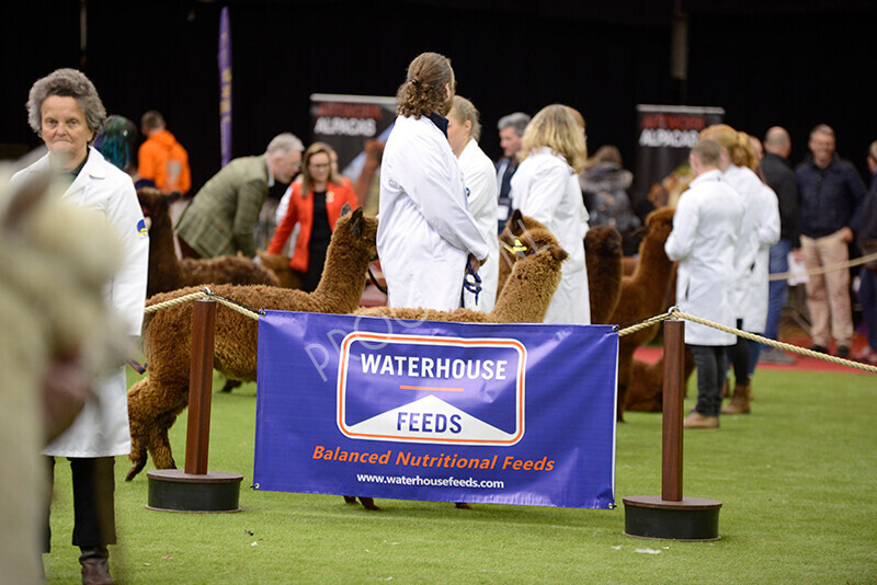 IWM8638 
 Photography of BAS National Show 2023 
 Keywords: Surrey Photographer, Alpacas, Suri, Huacaya, 2023, BAS, British Alpaca Society, Alpaca, Suri, Huacaya, Fleece Judging, Halter Show