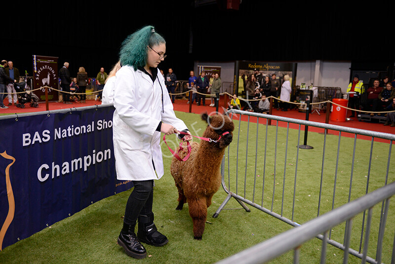 IWM9972 
 Photography of BAS National Show 2023 
 Keywords: Surrey Photographer, Alpacas, Suri, Huacaya, 2023, BAS, British Alpaca Society, Alpaca, Suri, Huacaya, Fleece Judging, Halter Show