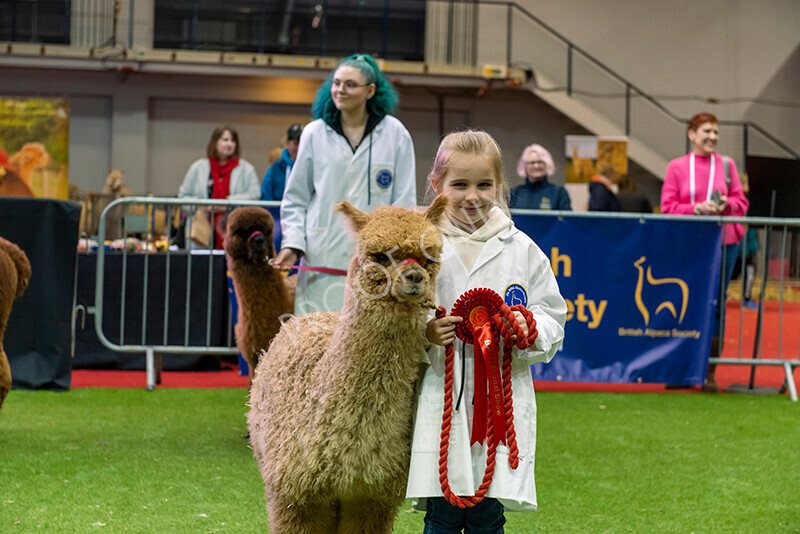 IWM0018 
 Photography of BAS National Show 2023 
 Keywords: Surrey Photographer, Alpacas, Suri, Huacaya, 2023, BAS, British Alpaca Society, Alpaca, Suri, Huacaya, Fleece Judging, Halter Show