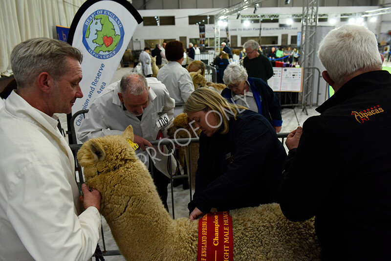 IWP4379 
 HOEAG Spring Fiesta 2024 
 Keywords: Heart of England Alpaca Group, Spring Fiesta 2024, Alpaca Show, Fleece Show Alpaca, Suri, Huacaya