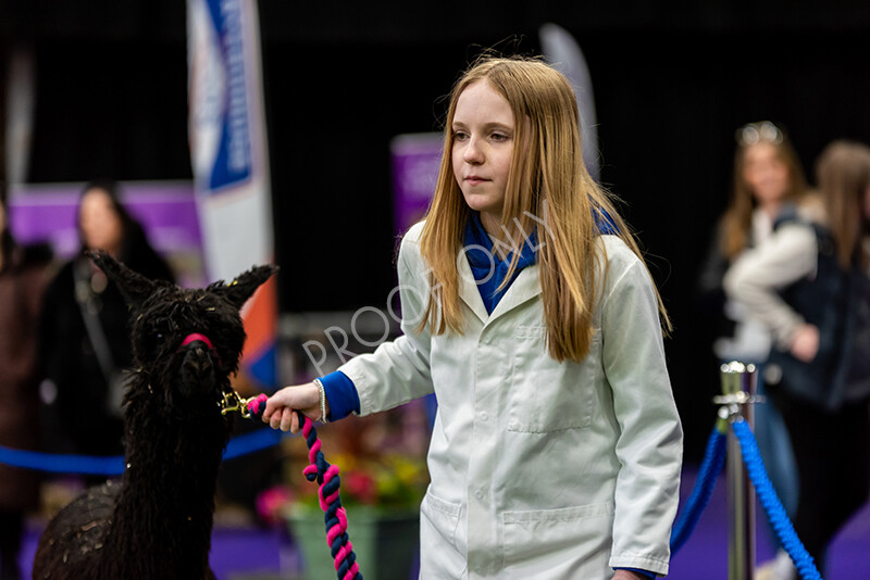 IWP0812 
 BAS National Show 2024 
 Keywords: British Alpaca Society, National Show, 2024, Champion of Champions Fleece Show, Alpaca, Suri, Huacaya