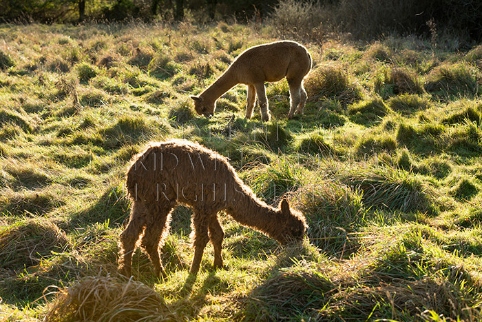 IWM0174 
 ALPACAS 
 Keywords: INGRID WEEL MEDIA LTD, ALPACAS, HUACAYA, SURI, BACKYARD ALPACA COMPANY, NORFOLK