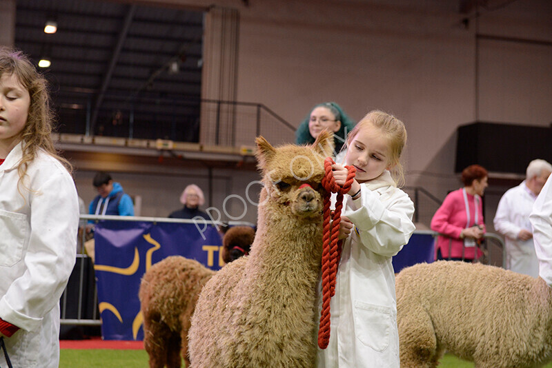 IWM0003 
 Photography of BAS National Show 2023 
 Keywords: Surrey Photographer, Alpacas, Suri, Huacaya, 2023, BAS, British Alpaca Society, Alpaca, Suri, Huacaya, Fleece Judging, Halter Show