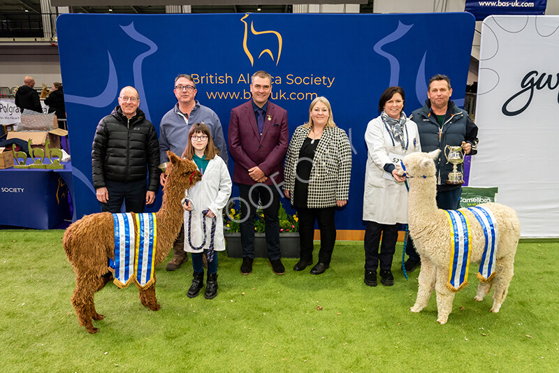 IWP1773 
 BAS National Show 2024 
 Keywords: British Alpaca Society, National Show, 2024, Champion of Champions Fleece Show, Alpaca, Suri, Huacaya