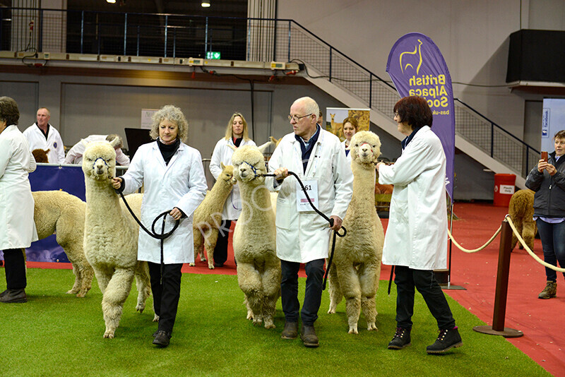 IWM9474 
 Photography of BAS National Show 2023 
 Keywords: Surrey Photographer, Alpacas, Suri, Huacaya, 2023, BAS, British Alpaca Society, Alpaca, Suri, Huacaya, Fleece Judging, Halter Show