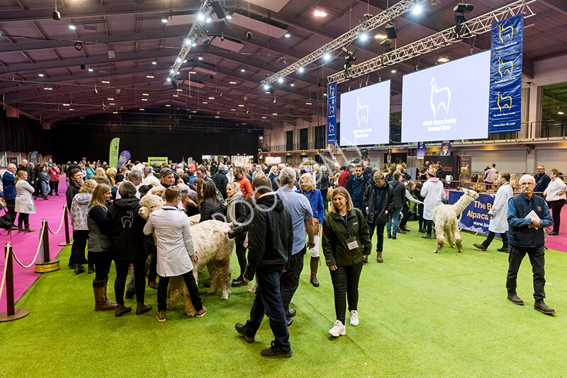 IWM6030 
 BAS National Show 2022 
 Keywords: Surrey Photographer, Alpacas, Suri, Huacaya, BAS National Show 2022, BAS' British Alpaca Society