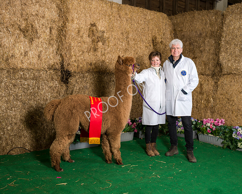 IWM7276 
 HoEAG Spring Fiesta 2022 
 Keywords: Surrey Photographer, Alpacas, Suri, Huacaya, HoEAG, Spring Fiesta, 2022, Heart of England Alpaca Group