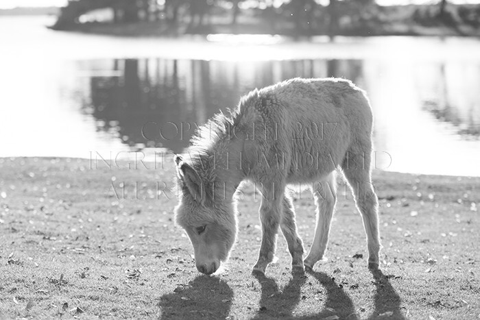 IWM9072 
 NEW FOREST 
 Keywords: INGRID WEEL MEDIA LTD, CORPORATE PHOTOGRAPHY SURREY, BUSINES PHOTOGRAPHY, WEDDING PHOTOGRAPHY, FINE ART PHOTOGRAPHY, FAMILY PHOTOGRAPHY, SOCIAL, BRITISH WILDLIFE, FALLOW DEER, DONKEY, SWAN, HATCHET POND