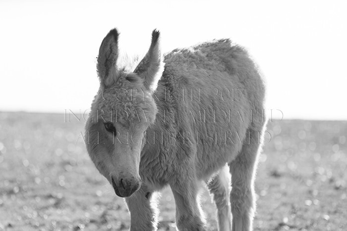 IWM9080 
 NEW FOREST 
 Keywords: INGRID WEEL MEDIA LTD, CORPORATE PHOTOGRAPHY SURREY, BUSINES PHOTOGRAPHY, WEDDING PHOTOGRAPHY, FINE ART PHOTOGRAPHY, FAMILY PHOTOGRAPHY, SOCIAL, BRITISH WILDLIFE, FALLOW DEER, DONKEY, SWAN, HATCHET POND