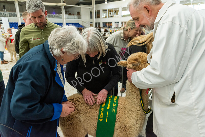 IWP4382 
 HOEAG Spring Fiesta 2024 
 Keywords: Heart of England Alpaca Group, Spring Fiesta 2024, Alpaca Show, Fleece Show Alpaca, Suri, Huacaya