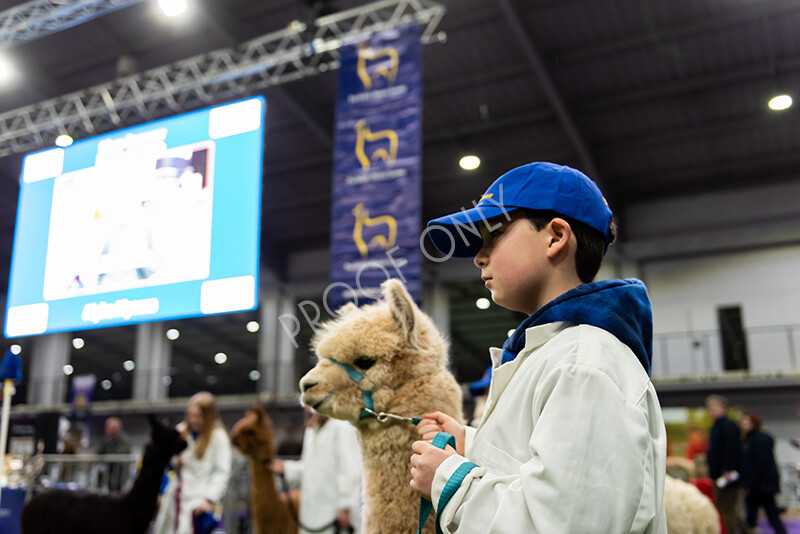 IWP0841 
 BAS National Show 2024 
 Keywords: British Alpaca Society, National Show, 2024, Champion of Champions Fleece Show, Alpaca, Suri, Huacaya